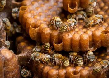 Propolis Nedir? Propolisin Faydaları Nelerdir?