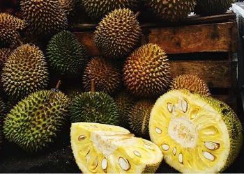 Dünyanın En Büyük Ağaç Meyvesi Olan Jak Meyvesi (Jackfruit) ile Tanışın