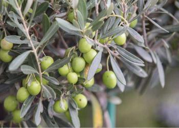 Zeytin Yaprağı Çayı Faydaları ve Yan Etkileri